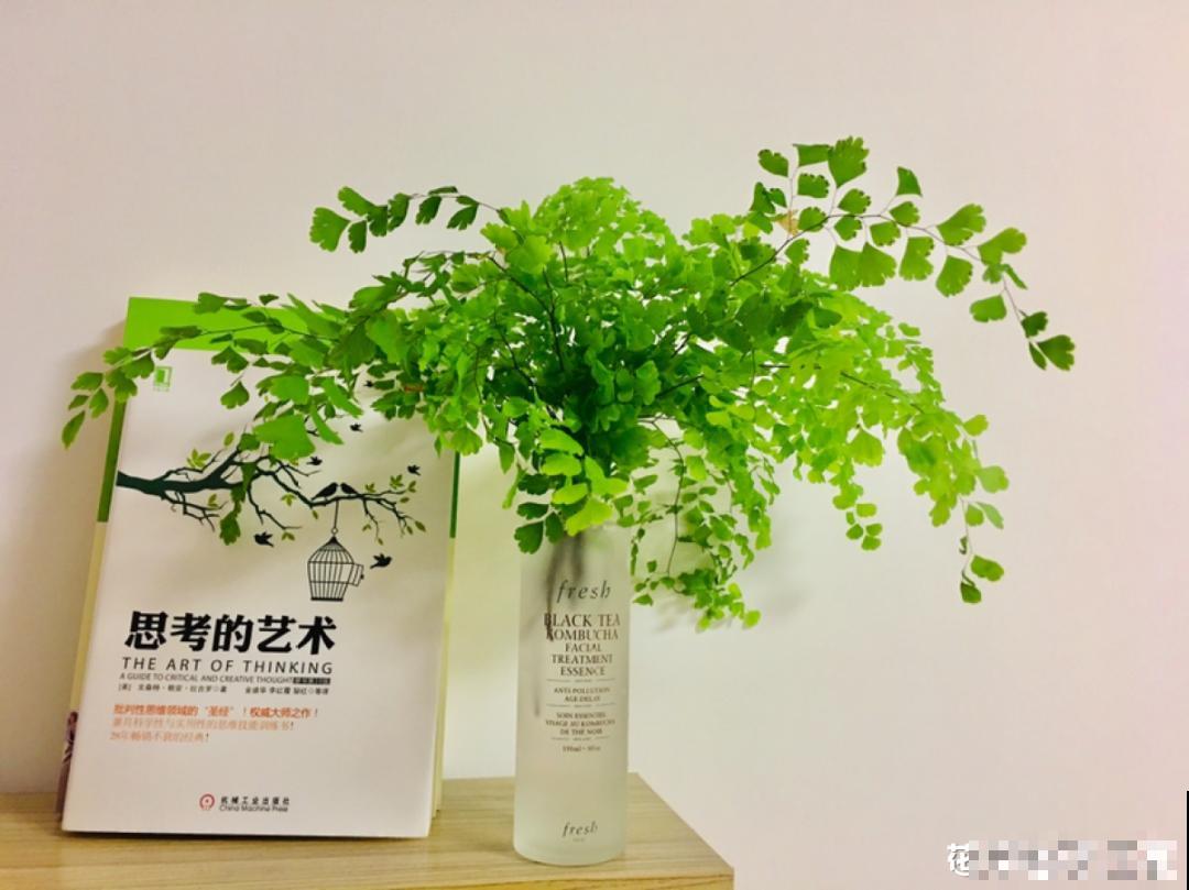 10种花，有气质、特清新，最适合房间里养！