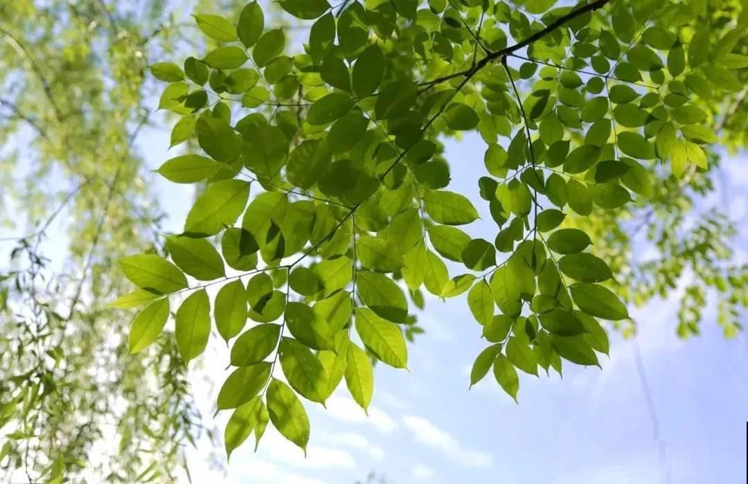摘点槐花吃算什么，真厉害的都开始扦插槐树了，超简单！