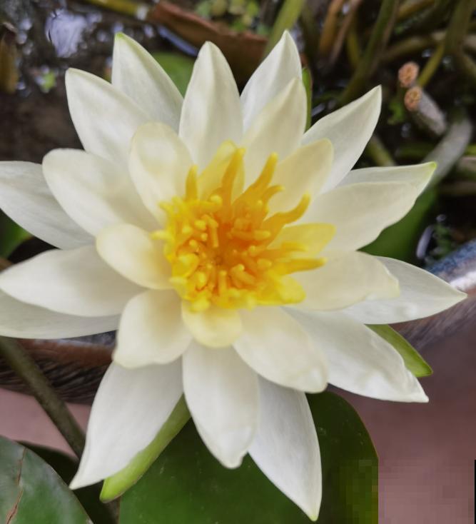 这花是佛教名花，出尘脱俗，见花保吉祥！