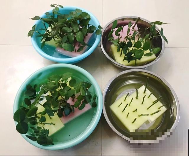 天热扦插3种花,成活率很高,2周就冒大白根! 天热扦插3种花,成活率很高,2周就冒大白根!