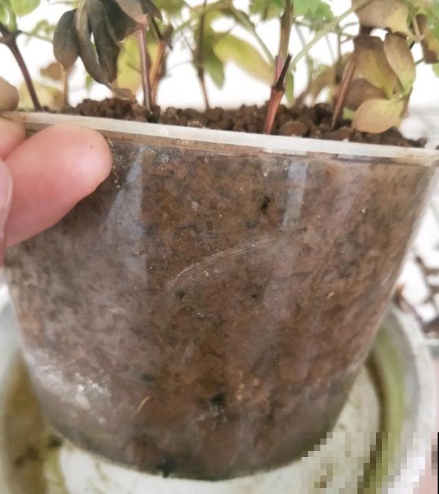 天热扦插3种花,成活率很高,2周就冒大白根! 天热扦插3种花,成活率很高,2周就冒大白根!