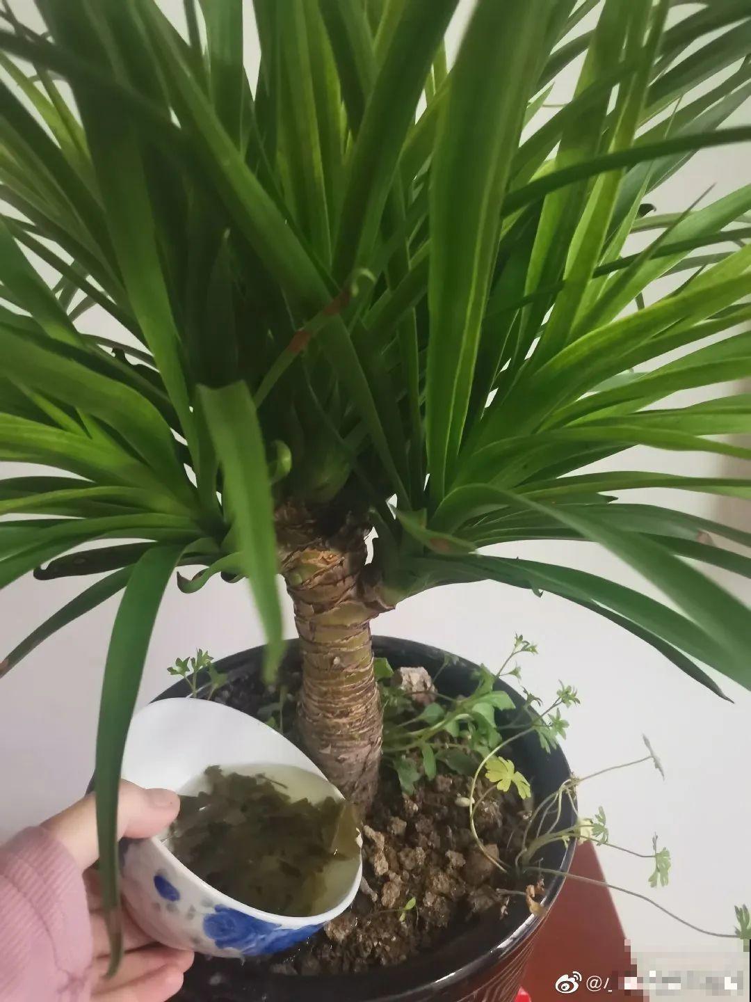 花盆里冒了小蘑菇,太吓人,赶紧丢了! 花盆里冒了小蘑菇,太吓人,赶紧丢了!
