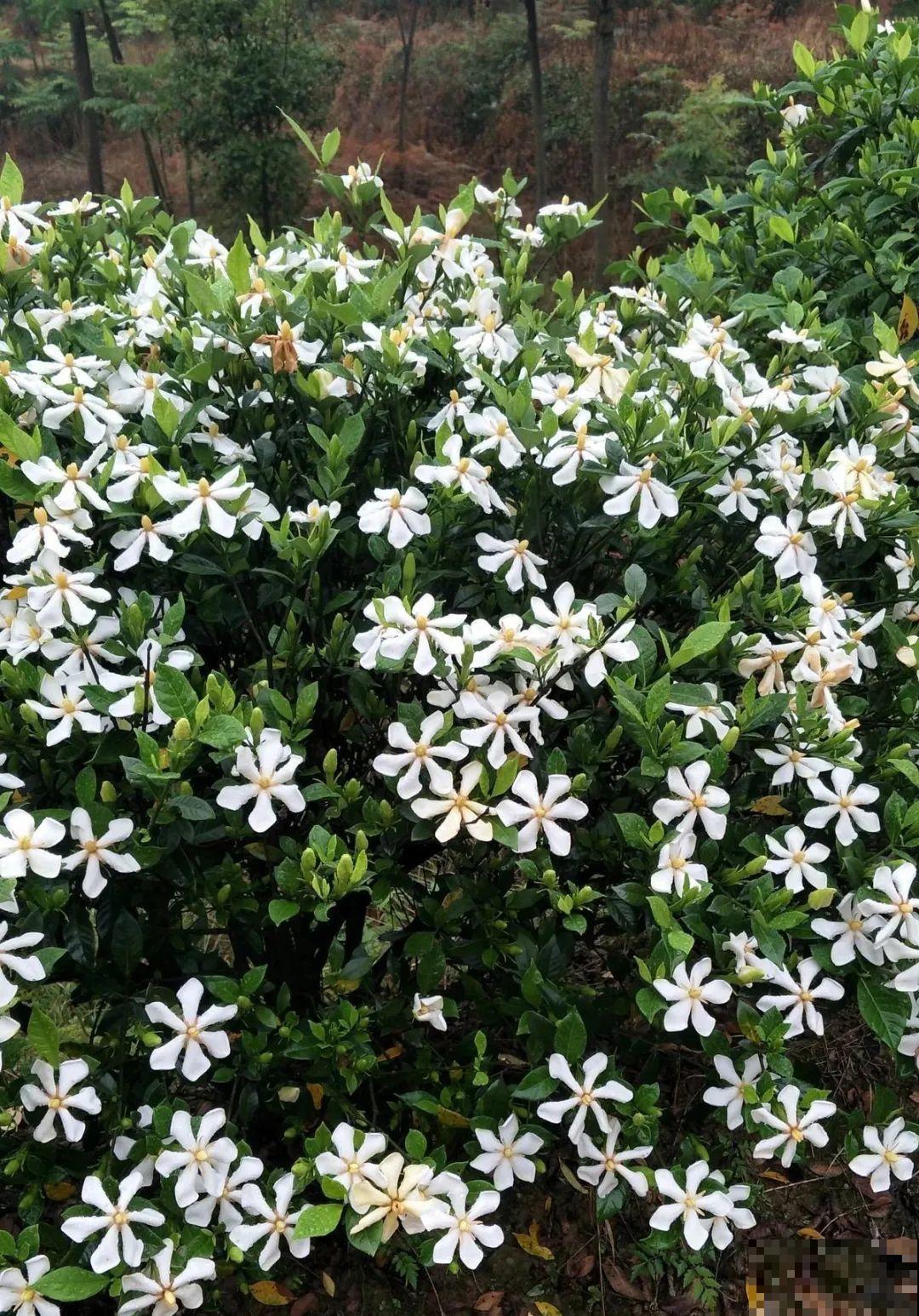 栀子花太难养？记住：少折腾，不黄叶，保证年年开花！
