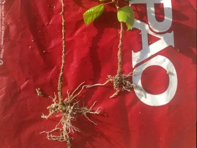 10种花，趁着天热赶紧扦插，成活率特别高