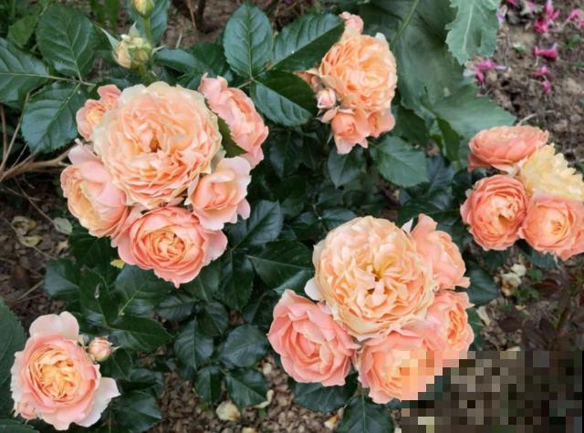 偷花贼太可恶，家门口的花，两个人都抬不动，结果连夜被端走！