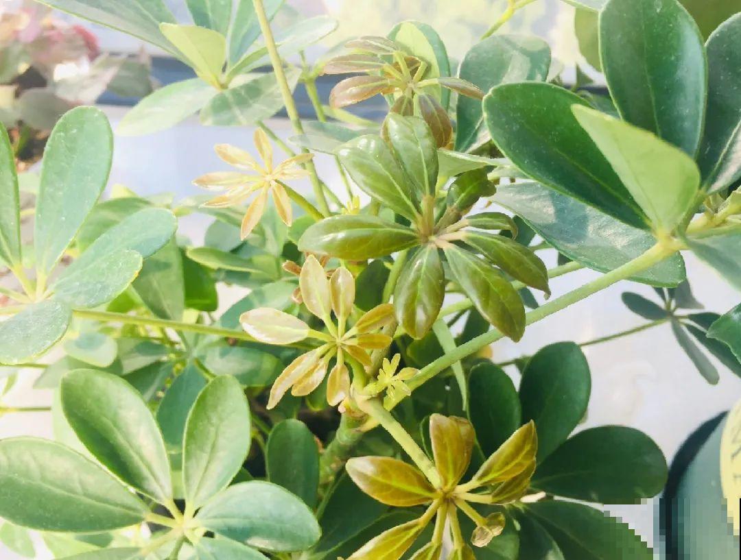 12种花,天越热越长得快,记得多浇水! 12种花,天越热越长得快,记得多浇水!