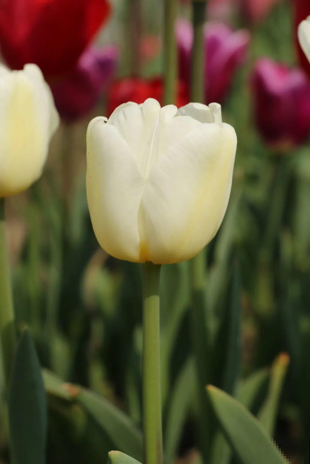 白胖的“大蒜”埋土里,1个月就开花,香味清新淡雅有格调! 白胖的“大蒜”埋土里,1个月就开花,香味清新淡雅有格调!