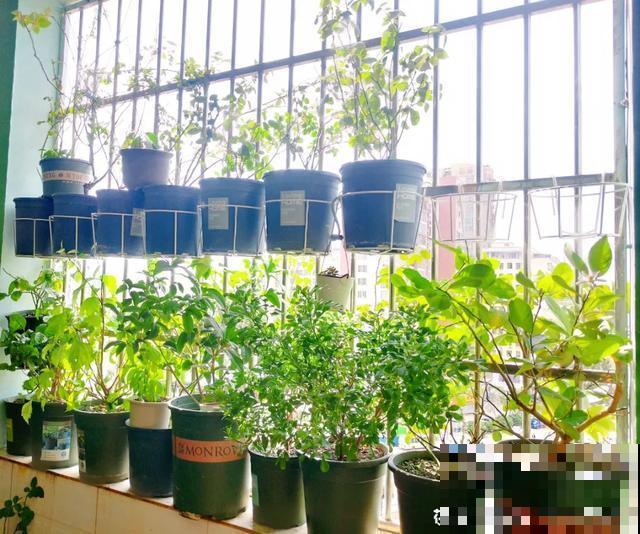 花出现黄叶打蔫，千万别扔，还能救回来！