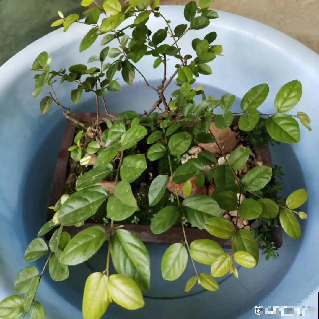 10种水有“毒”,夏天浇花,浇一盆死一盆! 10种水有“毒”,夏天浇花,浇一盆死一盆!