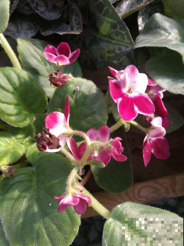 家里没光照,就养4种耐阴花,没光也能蹭蹭开花 家里没光照,就养4种耐阴花,没光也能蹭蹭开花
