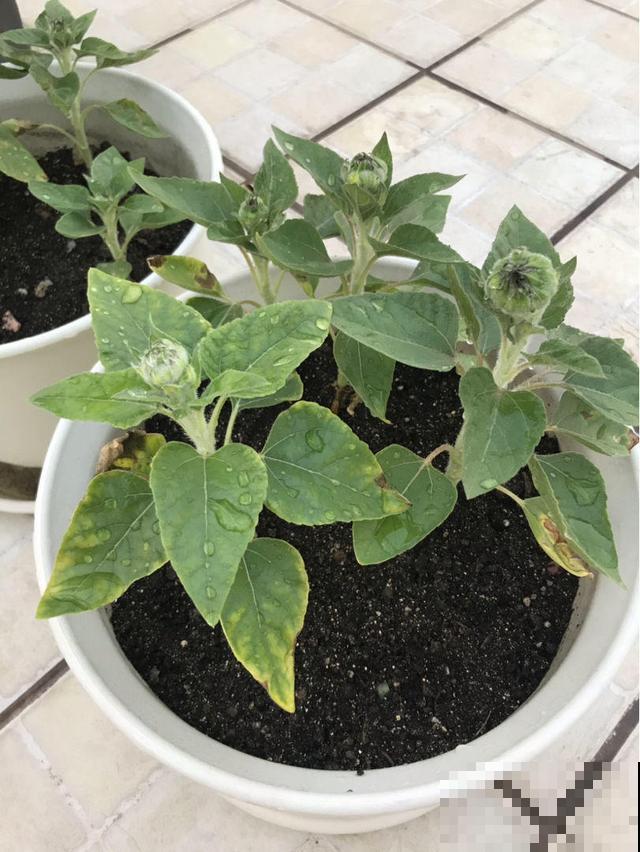 夏天养花最怕晒过度，有的稍微一晒就完蛋，可要注意了！