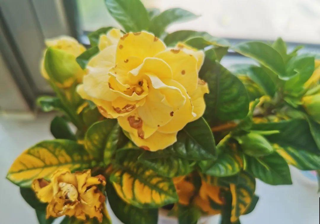 10种水有“毒”,夏天浇花,浇一盆死一盆! 10种水有“毒”,夏天浇花,浇一盆死一盆!