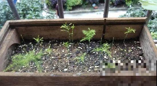 这花都是潜力股，开完种子一大把，千万别剪了！
