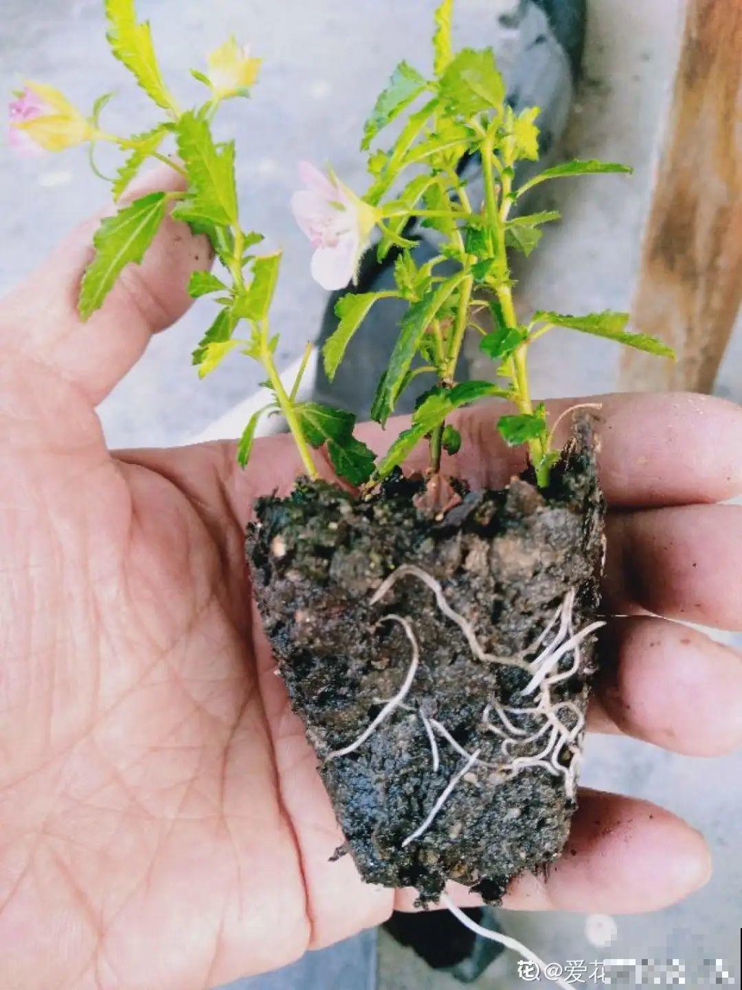 夏天花卉叶子哗哗掉,赶紧遮阴,不然掉成光杆司令 夏天花卉叶子哗哗掉,赶紧遮阴,不然掉成光杆司令