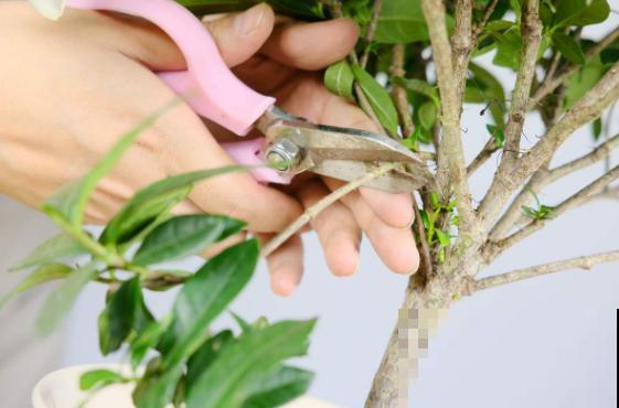 家里的花开一次,就再也不开了,赶紧施点“催花肥”! 家里的花开一次,就再也不开了,赶紧施点“催花肥”!