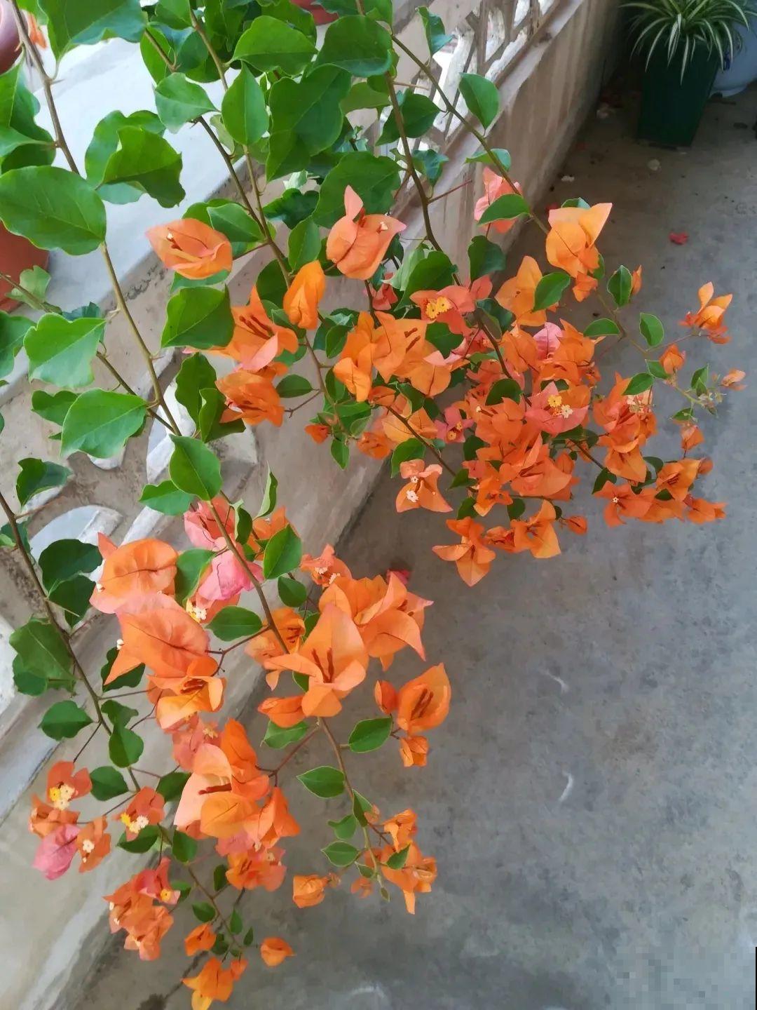 超耐热的三角梅，30℃仍然疯狂开花，爬成一面大花墙！