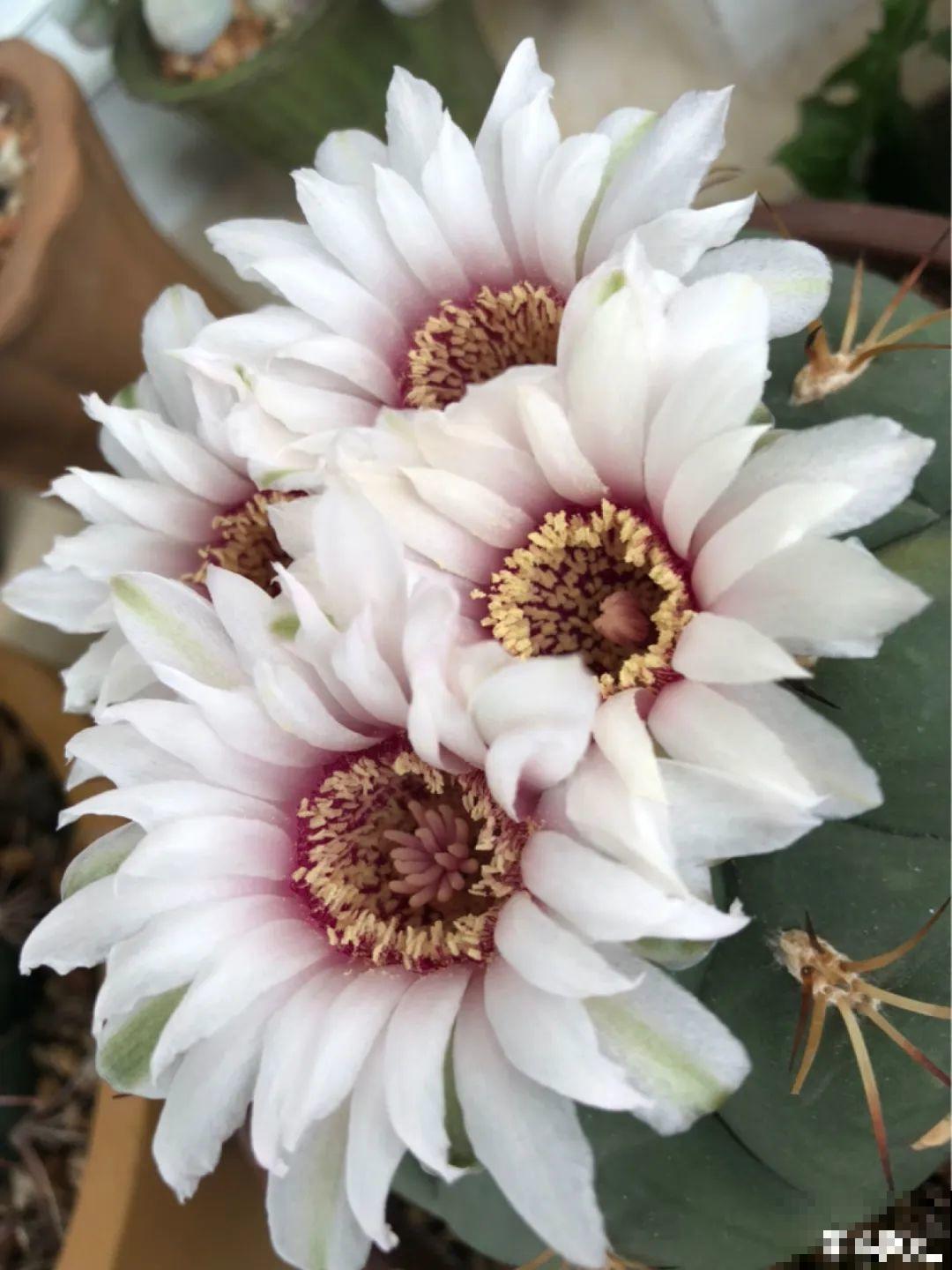 家里养这20种花,呼呼开花,花多得看不见叶 家里养这20种花,呼呼开花,花多得看不见叶