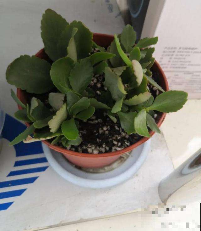 夏天潮湿闷热，一不小心花就烂根，看准时机砍掉，照样长出新叶子