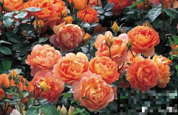 阳台养花,就选这5种,一年四季繁花如春! 阳台养花,就选这5种,一年四季繁花如春!