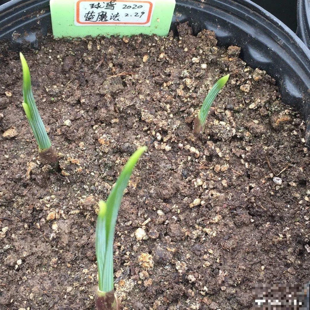 3块钱一颗的花，丢土里开花一大片，大冬天也能养！