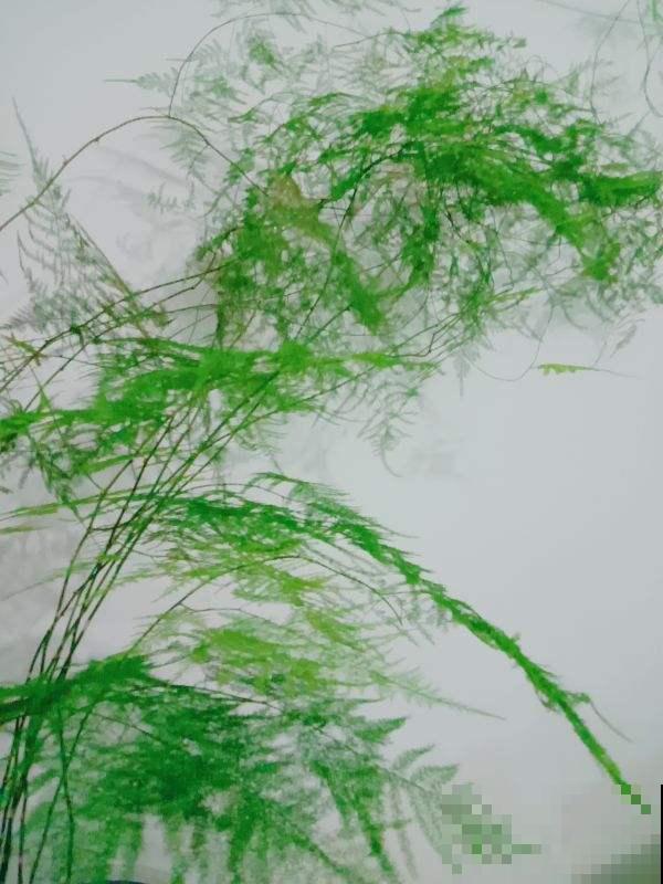 文竹长得稀稀拉拉，好好剪一剪，枝条嗖嗖爬上墙