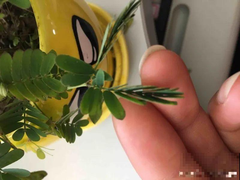 9种花可以预测天气，一开花就说明要下雨了！