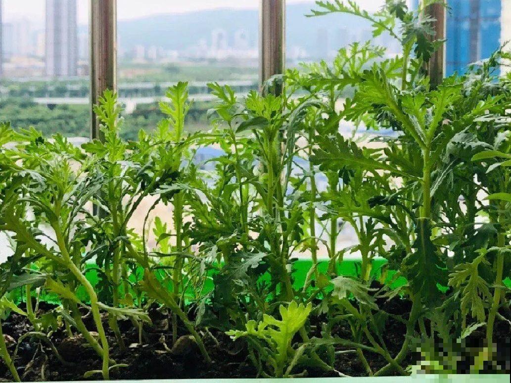 花盆里种点菜,割一茬长一茬,买菜不花钱 花盆里种点菜,割一茬长一茬,买菜不花钱