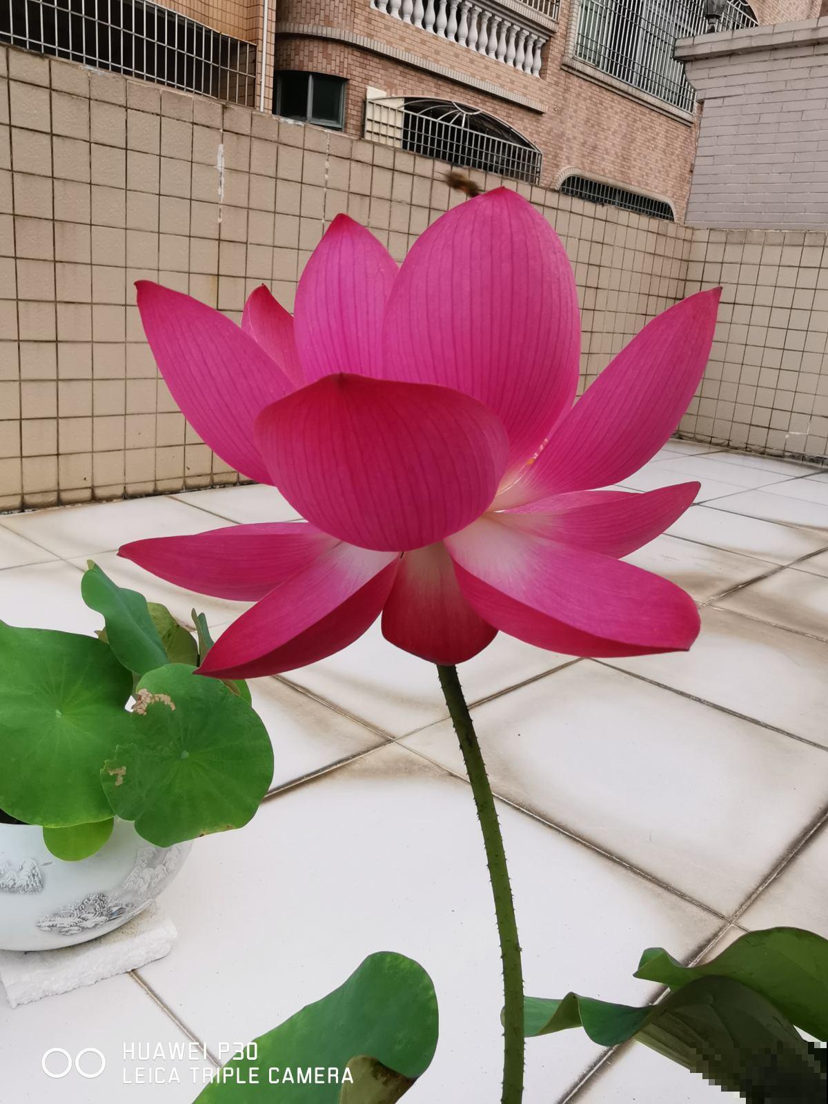 4种大尺寸花卉,开一朵就比脸还大,谁见了都喜欢 4种大尺寸花卉,开一朵就比脸还大,谁见了都喜欢