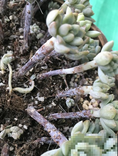 夏天多肉易黑腐，注意3个要点，安稳度夏