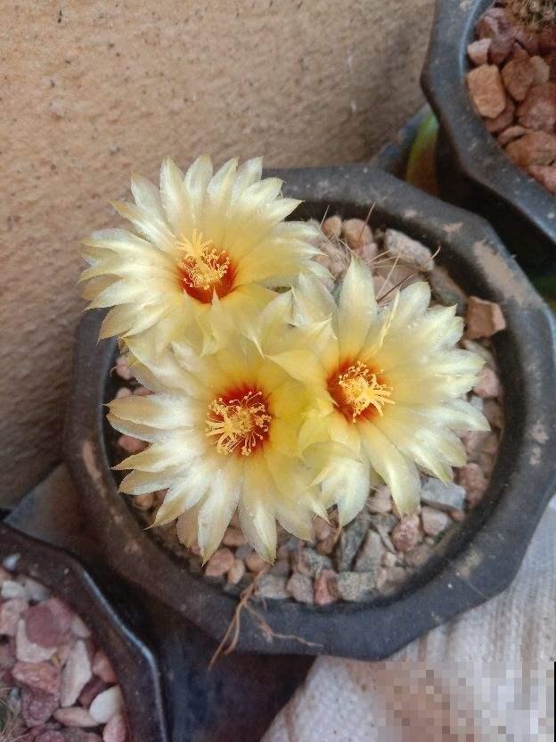 夏天养仙人球，记住两少一多，大花蹭蹭开