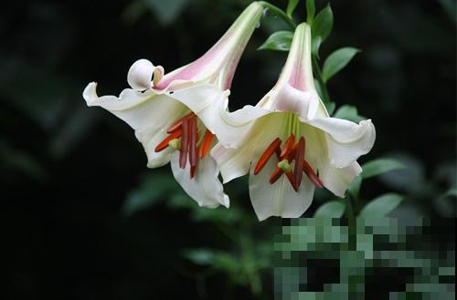 百合花品种那么多,这些中国原生百合,你见过几种? 百合花品种那么多,这些中国原生百合,你见过几种?