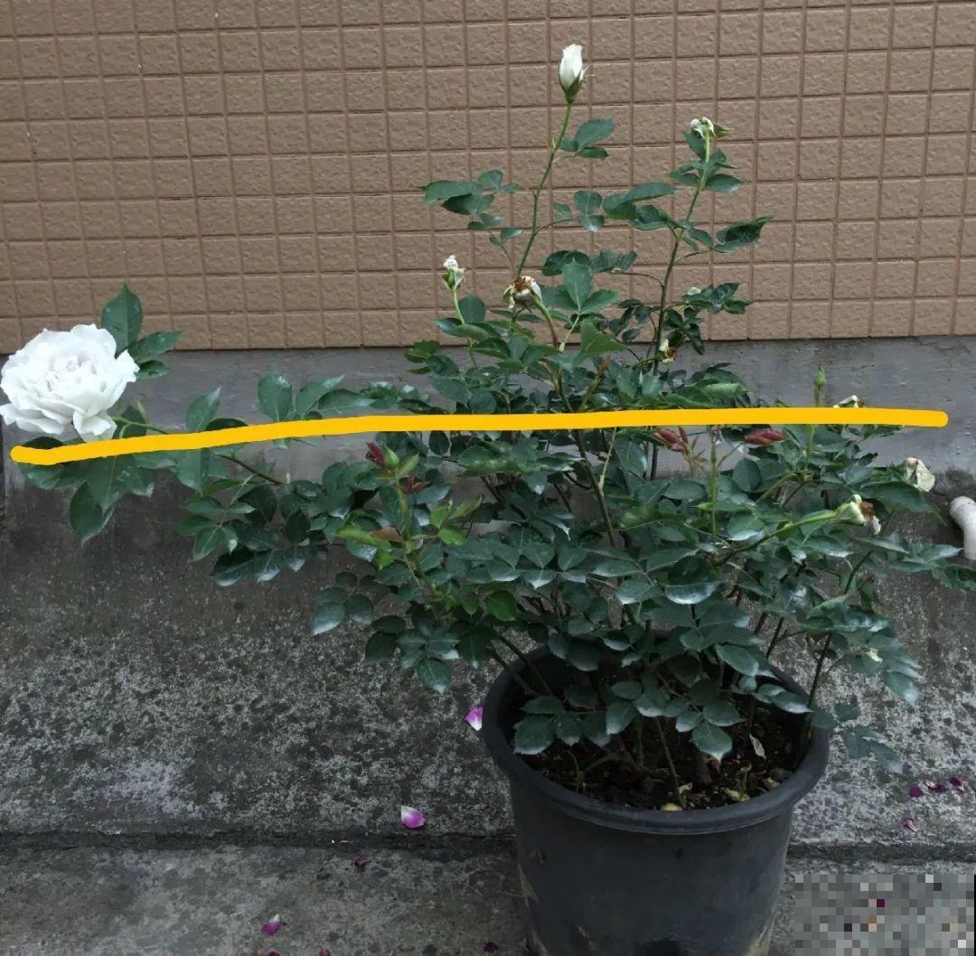 修剪时间到了，有这花赶紧剪，剪完很快又开花！