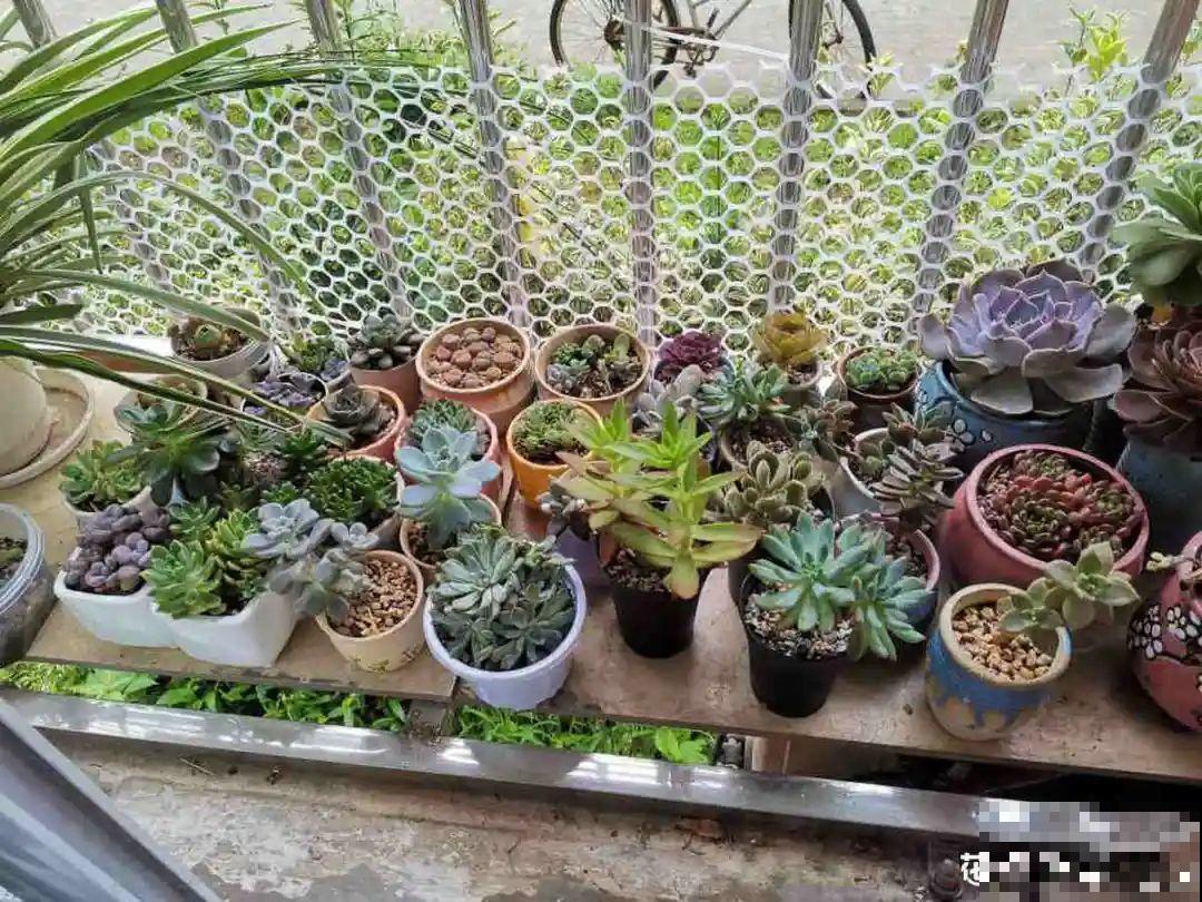 夏天养花,这个地方千万别摆,否则3天死翘翘! 夏天养花,这个地方千万别摆,否则3天死翘翘!