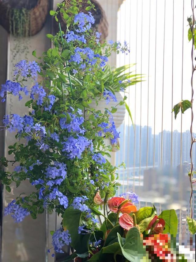 偷花贼太可恶，家门口的花，两个人都抬不动，结果连夜被端走！