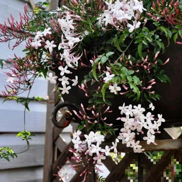 路边养6种花,香味能传3里地,香掉你的鼻子! 路边养6种花,香味能传3里地,香掉你的鼻子!