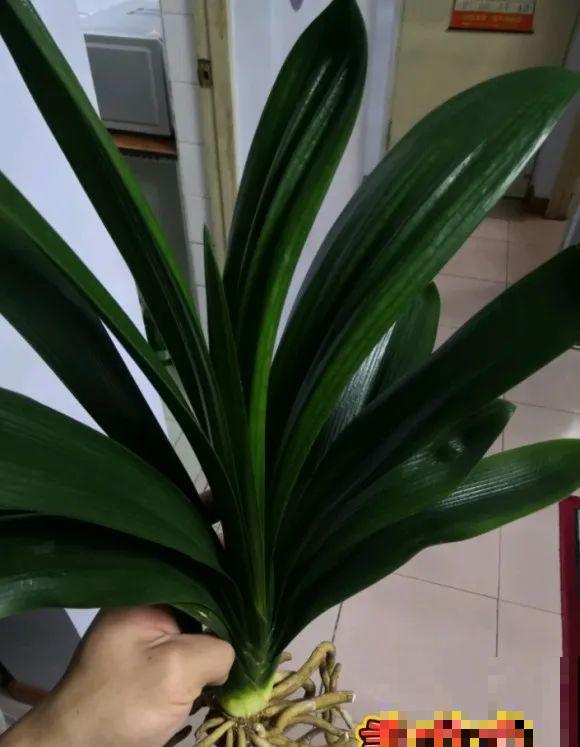 30年的君子兰,长出粗壮大老桩,砍还是不砍? 30年的君子兰,长出粗壮大老桩,砍还是不砍?
