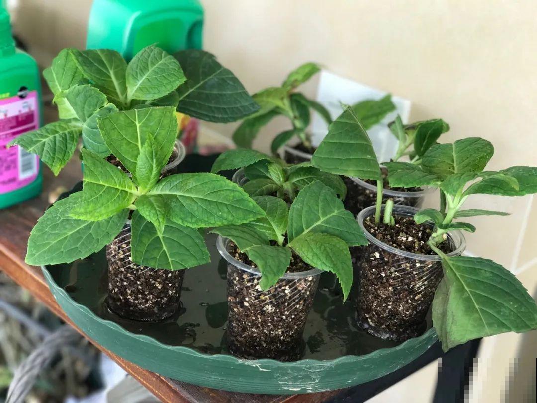 10种花,现在赶紧扦插,随便插土里就能活 10种花,现在赶紧扦插,随便插土里就能活