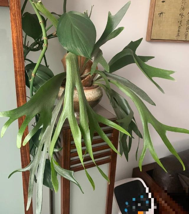 绿萝吊兰扔了,养这7种花,夏天最清凉! 绿萝吊兰扔了,养这7种花,夏天最清凉!