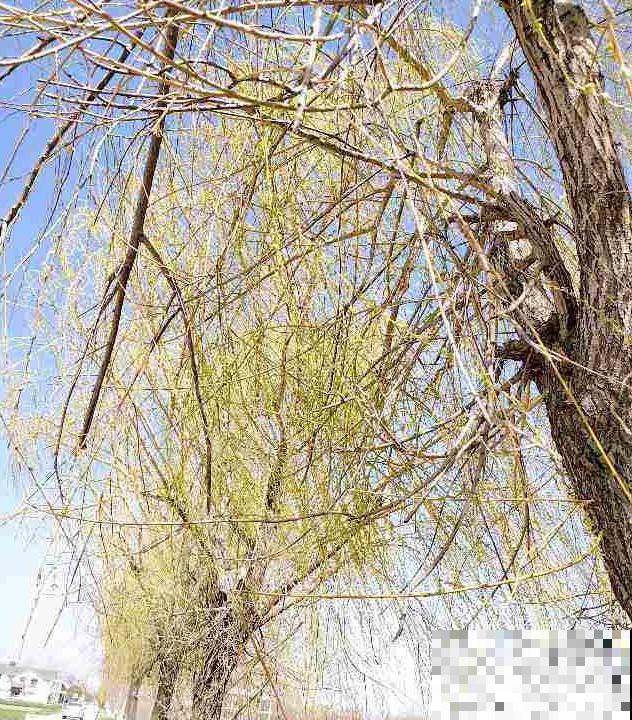 柳树皮养花有神效，效果堪比催芽剂，花草猛长根系旺！