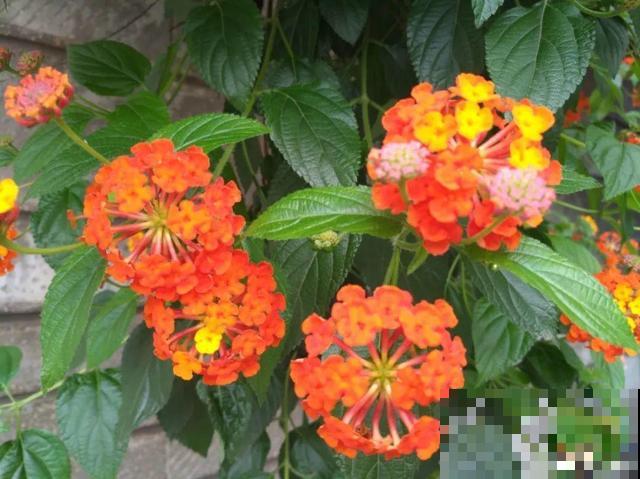 7种花插土里，立马长满院子，蚊虫不敢靠近！