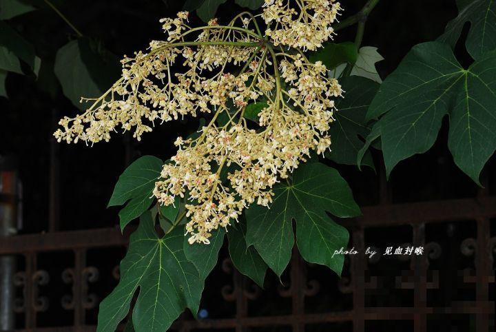 二十四节气,24种花,送给大家一起欣赏! 二十四节气,24种花,送给大家一起欣赏!