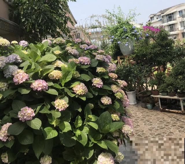 邻居在大水缸里种绣球，开花上百朵，每一朵都是大花球