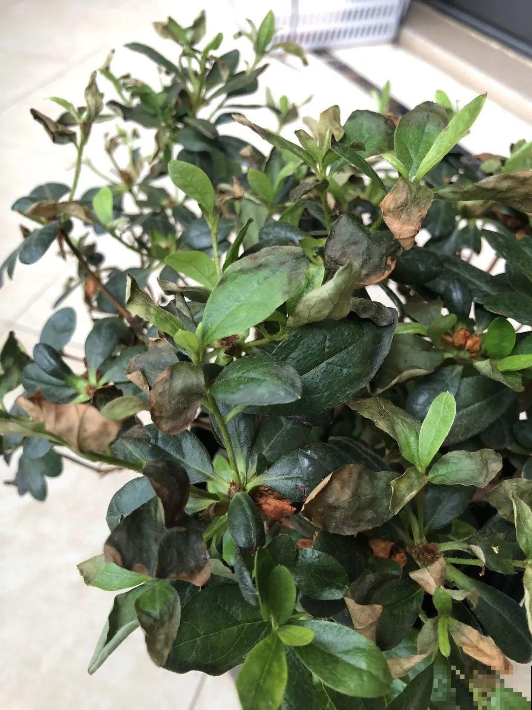 夏天花卉叶子哗哗掉,赶紧遮阴,不然掉成光杆司令 夏天花卉叶子哗哗掉,赶紧遮阴,不然掉成光杆司令