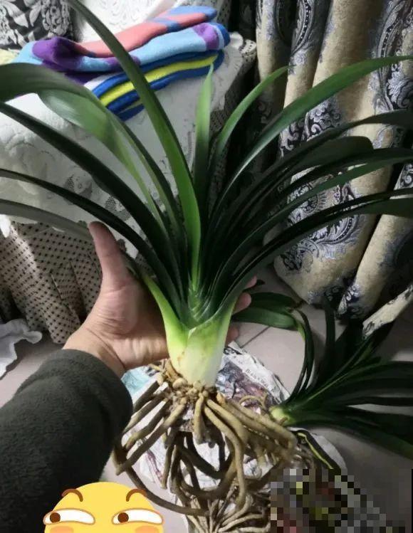 30年的君子兰,长出粗壮大老桩,砍还是不砍? 30年的君子兰,长出粗壮大老桩,砍还是不砍?