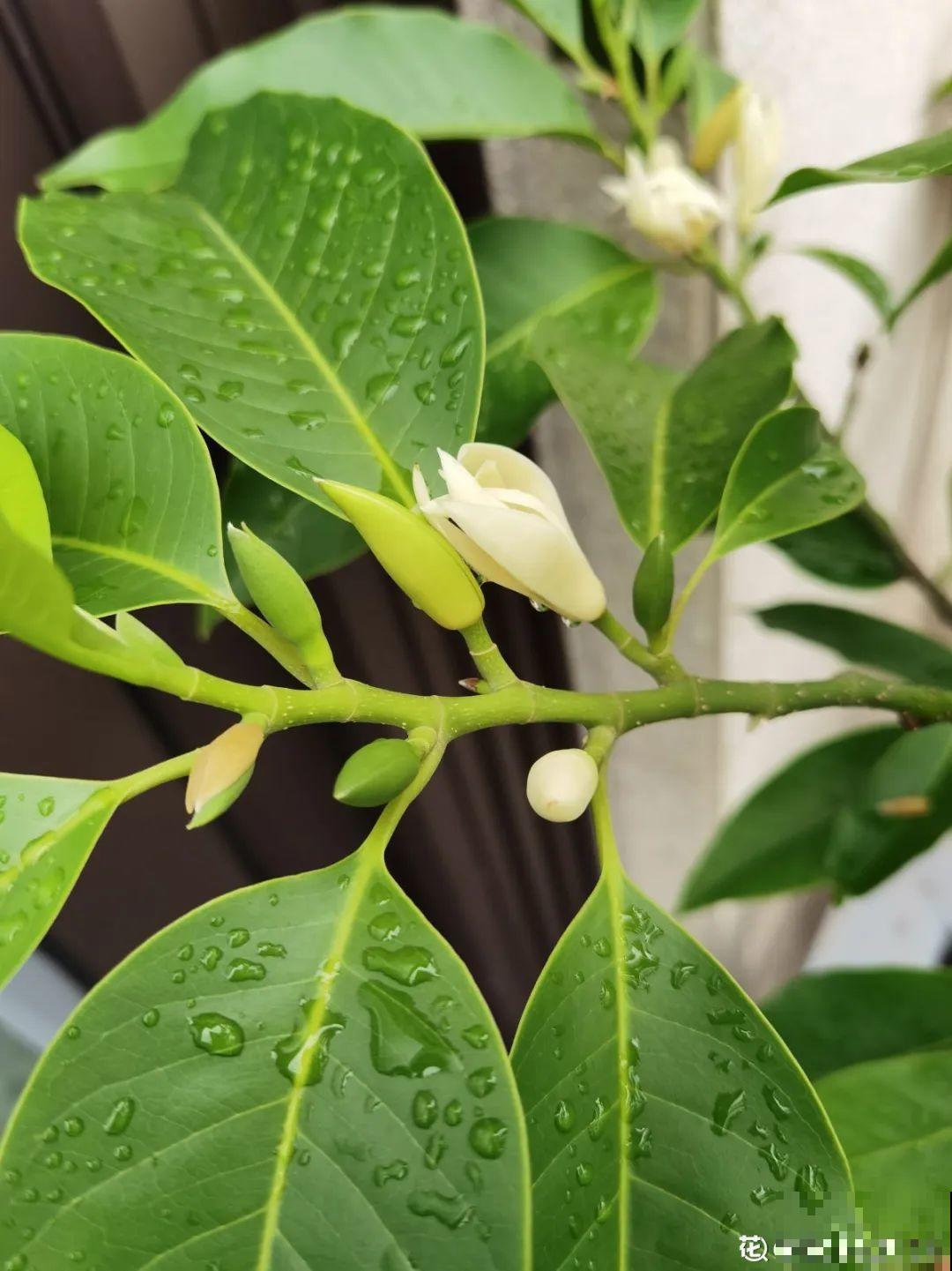 6种花就是磨人精,再也不想养了,累感不爱! 6种花就是磨人精,再也不想养了,累感不爱!