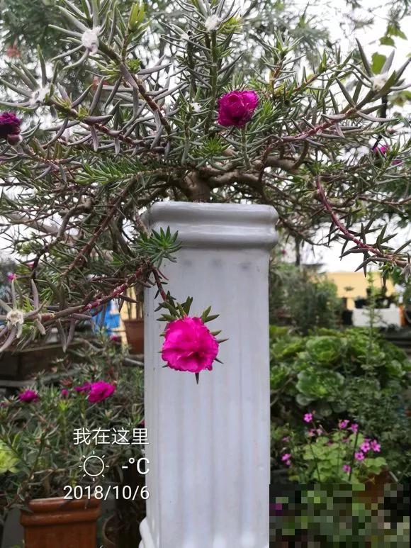 几块钱的草花，养成大老桩，给千金都不换