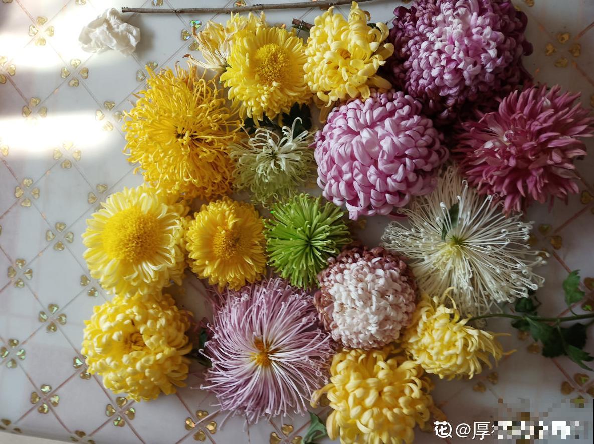 花市卖的花,都是老外培育的品种,国产花有哪些? 花市卖的花,都是老外培育的品种,国产花有哪些?