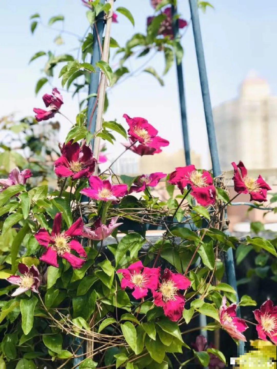 20种花,夏天要休眠,一浇水就死! 20种花,夏天要休眠,一浇水就死!