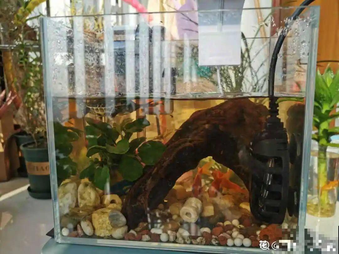 夏天养花,这3种事千万别做,否则黄叶又烂根! 夏天养花,这3种事千万别做,否则黄叶又烂根!