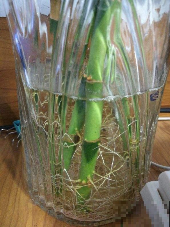 家庭养富贵竹，注意这6点，盆盆壮实叶子油绿